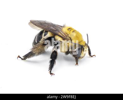 L'abeille longue à pattes noires - Svastra atripes - est une espèce d'abeille à cornes longues de la famille des Apidae. Les femelles ont des antennes plus courtes que les mâles. isolat Banque D'Images