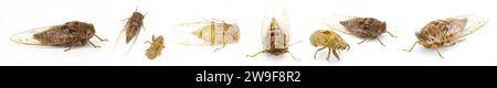 Très grande Cicada résonnante ou Barrens cigada de pin du Sud mouche - Megatibicen résonnans - un insecte bruyant à la fin de l'été dans le sud-est de United Stat Banque D'Images