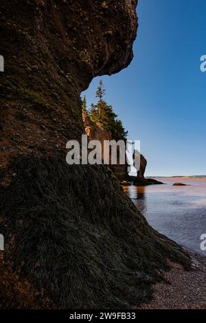 L'érosion côtière a créé des affleurements en pierre « pot de fleurs » que les touristes peuvent parcourir à marée basse dans le parc provincial Hopewell Rocks au Nouveau-Brunswick. Banque D'Images