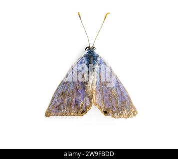 Papillon bleu Ceraunus - Hemiargus ceraunus antibubastus - petite espèce de la famille des Lycaenidae. Insecte mâle décédé. Isolé sur le dos blanc Banque D'Images