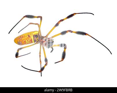 Tisserand d'orbe de soie or araignée de banane - Trichonephila clavipes - grande femelle adulte isolée sur fond blanc vue ventrale inférieure Banque D'Images