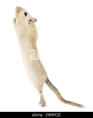 Un animal de compagnie ludique beige gerbille debout sur ses pattes arrière, regardant vers le haut isolé sur fond blanc Banque D'Images