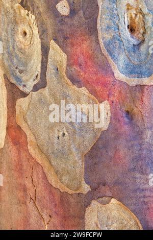 Motif abstrait dans des couleurs pastel douces sur l'écorce d'un gommier australien Banque D'Images