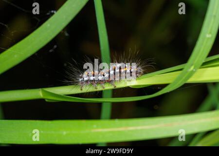 Sphrageidus similis famille Erebidae genre Euproctis queue jaune Goldtail Swan papillon chenille nature sauvage insecte papier peint, image, photographie Banque D'Images