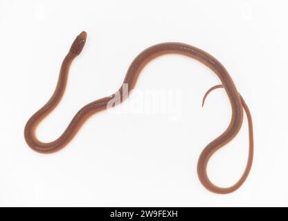 Bois de pin litière serpent - Rhadinaea flavilata - aka jaune à lèvres ou serpent à tête brune isolé sur fond blanc brun orange couleur rouge avec yello Banque D'Images