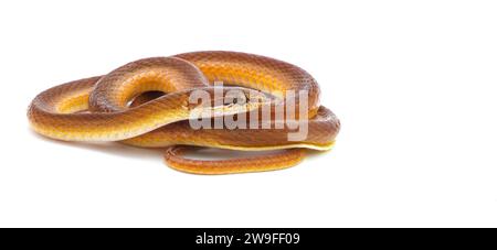 Bois de pin litière serpent - Rhadinaea flavilata - aka jaune à lèvres ou serpent à tête brune isolé sur fond blanc brun orange couleur rouge avec yello Banque D'Images