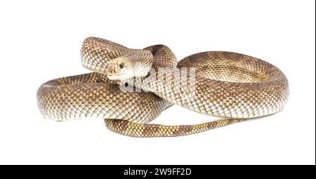 Wild Florida Pine Snake - Pituophis melanoleucus mugitus - posture défensive tête haute tout en sifflant avec la bouche ouverte isolé sur fond blanc côté f Banque D'Images