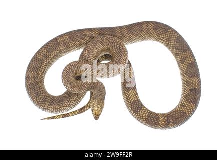 Serpent de pin sauvage de Floride - Pituophis melanoleucus mugitus - isolé sur fond blanc vue dorsale supérieure montrant détail de l'échelle couleur brun tan avec slig Banque D'Images