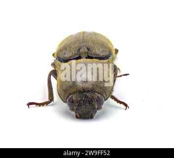 Le ver gris brun - Orthostethus infuscatus - est une espèce de coléoptère de la famille des Elateridae. isolé sur fond blanc vue de face avant Banque D'Images