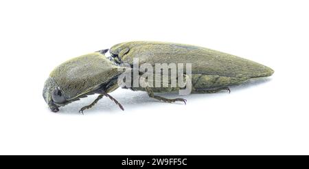 Le ver gris brun - Orthostethus infuscatus - est une espèce de coléoptère de la famille des Elateridae. isolé sur fond blanc vue de profil latéral Banque D'Images