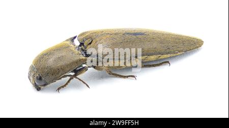 Le ver gris brun - Orthostethus infuscatus - est une espèce de coléoptère de la famille des Elateridae. isolé sur fond blanc vue de dessus de face Banque D'Images