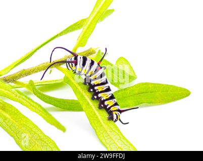 chenille papillon Reine - Danaus gilippus - montrant des rayures et trois ensembles d'antennes sur l'asclépias tuberosa isola de la plante hôte Banque D'Images