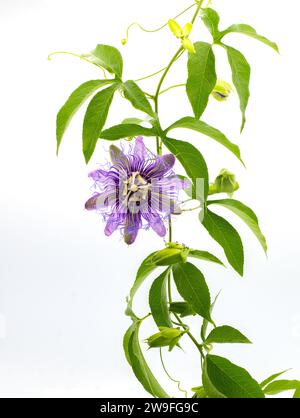 passiflore passiflora incarnata x cinnata encens hybride. Maypop ou passion vigne. Les fleurs violettes plus grandes et les feuilles avec cinq lobes sont des traits de Banque D'Images