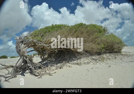 Conocarpus erectus, communément appelé buttonwood ou mangrove bouton, une espèce d'arbuste de mangrove de la famille des Combretaceae qui pousse sur les rivages dans les régions tropicales et subtropicales du monde entier - celui-ci, situé dans la municipalité de Cruz, à Praia do Preá (plage PREA), à environ 12 km de Jericoacoara célèbre, est connu sous le nom de "Árvore da PreguiÇa" ( arbre de paresse ou arbre de salon ), parce que ses racines ont été façonnées par les vents forts de la région, il donne l'impression de se prélasser d'un côté. Etat du Ceara, Brésil. Banque D'Images