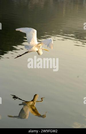 La grande aigrette (Ardea alba), également connue sous le nom de grande aigrette blanche ou grand héron blanc, est une grande aigrette largement distribuée. Forêt atlantique, Brésil. Banque D'Images