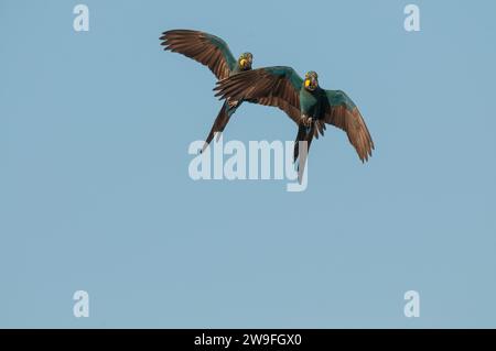 Le Macaw de Lear (Anodorhynchus leari), également connu sous le nom de Macaw indigo , un grand perroquet brésilien entièrement bleu de l'écosystème de Caatinga, dans le nord-est du Brésil. Cet aras connu au Brésil sous le nom d'arara-azul-de-lear est rare avec une aire de répartition très restreinte. En 1983, la population mondiale était estimée à seulement 60 oiseaux (Yamashita, 1987). La population en 2010 a été estimée entre 1100 et 1200 individus. Il est actuellement répertorié comme une espèce en voie de disparition. En plus de la perte d'habitat, le Macaw de Lear a historiquement souffert de la chasse et, plus récemment, du piégeage pour le commerce de volières. Banque D'Images