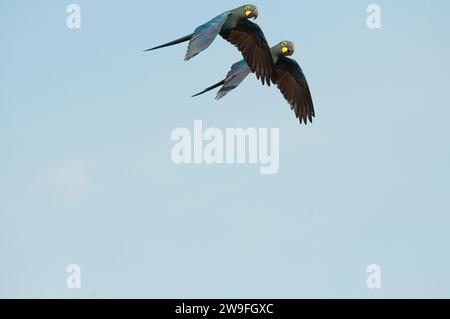 Le Macaw de Lear (Anodorhynchus leari), également connu sous le nom de Macaw indigo , un grand perroquet brésilien entièrement bleu de l'écosystème de Caatinga, dans le nord-est du Brésil. Cet aras connu au Brésil sous le nom d'arara-azul-de-lear est rare avec une aire de répartition très restreinte. En 1983, la population mondiale était estimée à seulement 60 oiseaux (Yamashita, 1987). La population en 2010 a été estimée entre 1100 et 1200 individus. Il est actuellement répertorié comme une espèce en voie de disparition. En plus de la perte d'habitat, le Macaw de Lear a historiquement souffert de la chasse et, plus récemment, du piégeage pour le commerce de volières. Banque D'Images