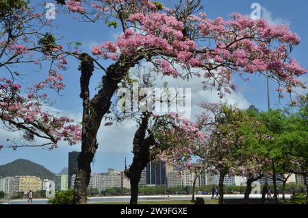 Ceiba speciosa, l'arbre à soie (anciennement Chorisia speciosa), une espèce d'arbre à feuilles caduques originaire des forêts tropicales et subtropicales d'Amérique du Sud, connu au Brésil sous le nom de paineira, au parc Flamengo, également connu sous le nom d'Aterro do Flamengo, le plus grand parc public et aire de loisirs de la ville de Rio de Janeiro, et le plus grand parc balnéaire urbain au monde. Les bâtiments riverains de la plage de Botafogo et du Christ Rédempteur peuvent être vus en arrière-plan. Banque D'Images