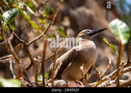 Jeune Brown Booby Sula leucogaster Banque D'Images