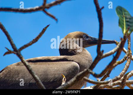 Jeune Brown Booby Sula leucogaster Banque D'Images