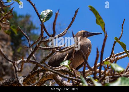 Jeune Brown Booby Sula leucogaster Banque D'Images