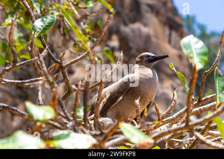 Jeune Brown Booby Sula leucogaster Banque D'Images