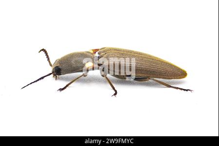 Deilelater atlanticus - un petit coléoptère rare rare à cliquetis bioluminescent avec deux grands pronotum jaunes tache la lueur d'une couleur verte. Isoler Banque D'Images