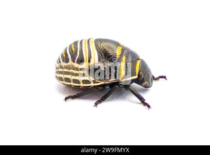 Bijou bug - dos de bouclier jaune orange et noir ou dos de coléoptère - Orsilochides guttata - jeune stade nymphe isolé sur fond blanc profil latéral Banque D'Images