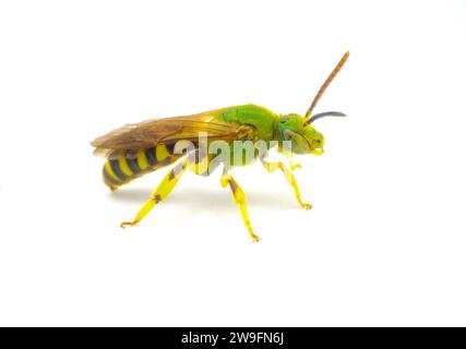 Agapostemon splendens - abeille sueur verte rayée à ailes brunes métallisées - espèce de la famille Halictidae isolée sur fond blanc. Iri brillant vert Banque D'Images