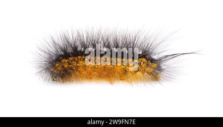 Papillon des marais salants ou papillon d'acrea caterpillar - Estigmene acrea - isolé sur fond blanc vue de côté Banque D'Images