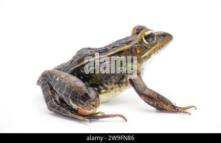 Grenouille léopard du Sud - Lithobates sphenocephalus ou Rana sphenocephala - isolé sur fond blanc vue de profil latéral Banque D'Images