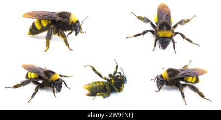 Bourdon américain sauvage - Bombus pensylvanicus - légèrement saupoudré de pollen jaune isolé sur fond blanc en bas cinq vues Banque D'Images