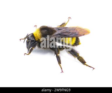 Wild American Bumblebee - Bombus pensylvanicus - légèrement saupoudré de pollen jaune isolé sur fond blanc vue de profil de dessus Banque D'Images