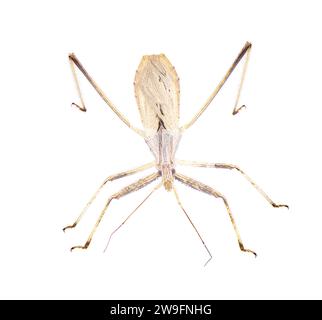 Stenopoda spinulosa est un insecte assassin volant de la famille des Reduviidae. Isolé sur fond blanc côté vue dorsale supérieure Banque D'Images