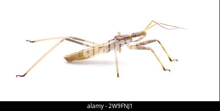 Stenopoda spinulosa est un insecte assassin volant de la famille des Reduviidae. Isolé sur fond blanc vue de profil latéral Banque D'Images