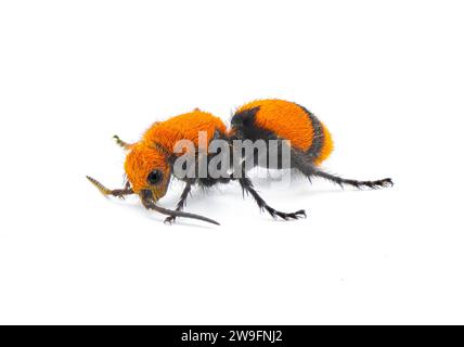 Dasymutilla occidentalis femelle - fourmi de velours rouge, fourmi de velours de l'est, fourmi de vache ou tueur de vache - une espèce de guêpe parasitoïde originaire de l'est de l'Unite Banque D'Images
