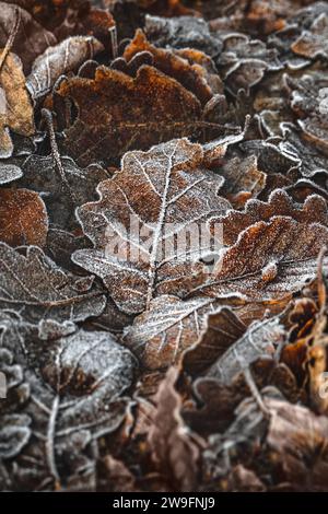 Macrophotographie de feuilles tombées gelées sur le sol, verticale Banque D'Images