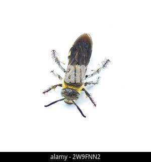 Guêpe scoliïde à pattes plumes - Dielis plumipes fossulana - vue dorsale de dessus isolée sur fond blanc Banque D'Images