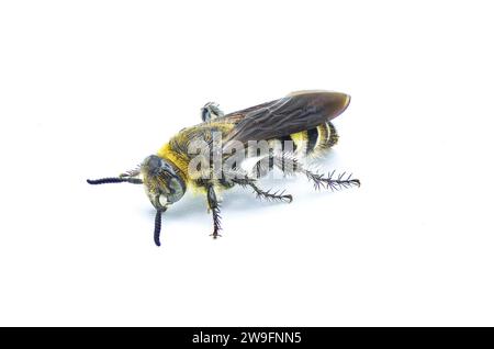 Guêpe scoliïde à pattes plumes - Dielis plumipes fossulana - vue latérale de profil de face isolée sur fond blanc Banque D'Images