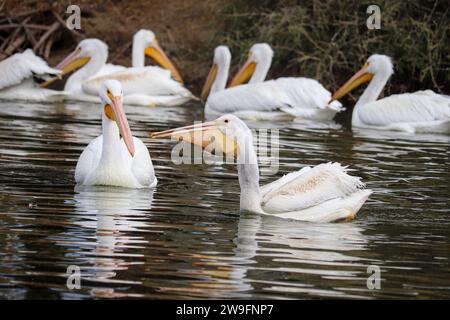 Troupeau de pélicans blancs américains ou Pelecanus erythrorhynchos se nourrissant au ranch aquatique riverain en Arizona. Banque D'Images