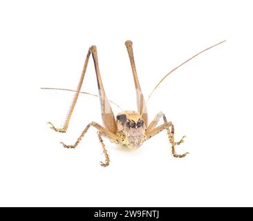 Grand katydid brun femelle. Bouclier robuste ou porteur de bouclier - Atlanticus gibbosus - corps extrêmement grand et épais jambes longues et ovipositeur. Isolat Banque D'Images