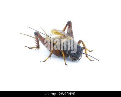 Cricket commun mâle - espèce Gryllus - insecte noir et brun foncé robuste bien connu pour les sons chauds de la nuit d'été de son appel d'accouplement gazouillis Banque D'Images