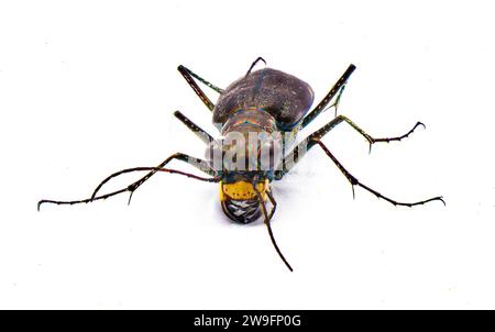 Ciindelidia punctulata - Beetle tigre perforé - un coléoptère commun avec des couleurs irisées trouvé dans les zones de sable principalement. Isolé sur backgroun blanc Banque D'Images