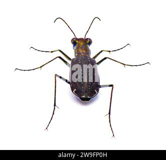 Ciindelidia punctulata - Beetle tigre perforé - un coléoptère commun avec des couleurs irisées trouvé dans les zones de sable principalement. Isolé sur backgroun blanc Banque D'Images