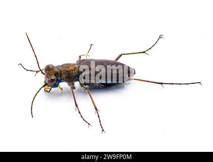 Ciindelidia punctulata - Beetle tigre perforé - un coléoptère commun avec des couleurs irisées trouvé dans les zones de sable principalement. Isolé sur backgroun blanc Banque D'Images