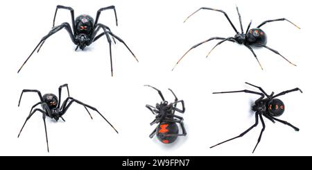 Latrodectus mactans - veuve noire du sud ou araignée bouton de chaussure, est une espèce venimeuse d'araignée dans le genre Latrodectus. Originaire de Floride. Jeune Banque D'Images