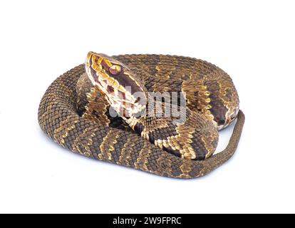 Serpent cotonnier de Floride - Agkistrodon conanti - une espèce de serpent venimeux, une vipère de fosse. enroulé en posture de défense avec la bouche ouverte. isolé sur wh Banque D'Images