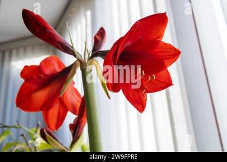 Vue abstraite d'une fleur de plante amaryllis rouge en fleur avec fond de stores verticaux blancs défocalisés Banque D'Images