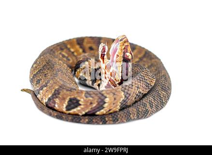 Le serpent cotonnier de Floride - Agkistrodon conanti - est une espèce de serpent venimeux, une vipère fosse. enroulé en posture de défense avec la bouche ouverte. isolé activé Banque D'Images