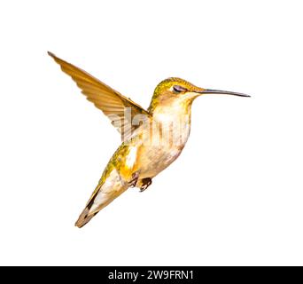 Jeune mâle Ruby Throated Hummingbird - Archilochus colubris - découpe isolée sur fond blanc, grand détail de plume, gorgets commençant à devenir vi Banque D'Images